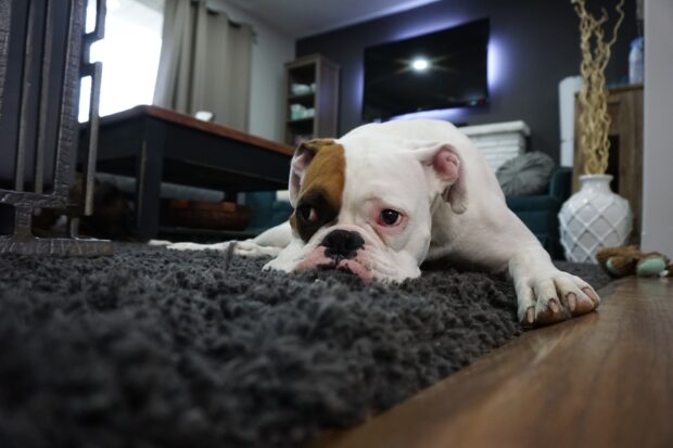 Fauler Hund - Ausreden - ZOUTS!