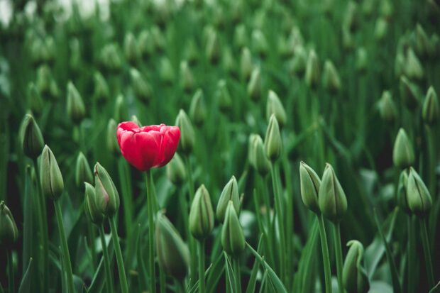 Natürliche Verhütung - Tulpe - Blume - ZOUTS!