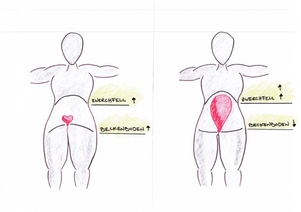 Beckenboden - Pelvic - Illustration - Zwerchfell