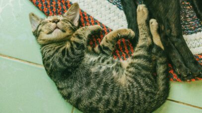 Schlafende Katze - Lea