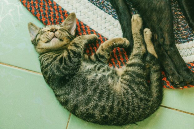 Schlafende Katze - Lea