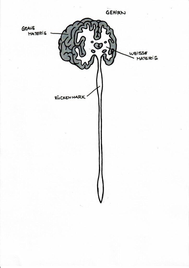 Graue und weisse Materie - Nervensystem