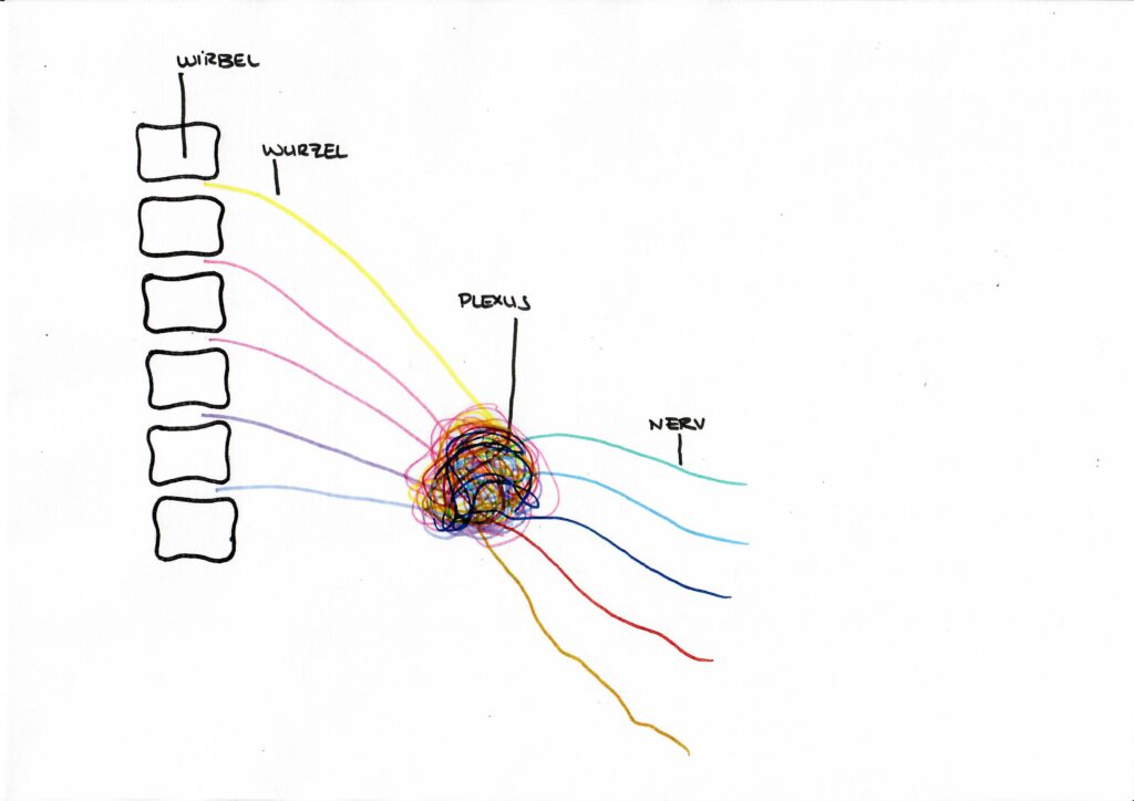 Plexus - Nervensystem