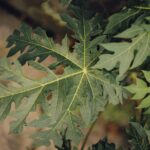 Zouts! Kräuter für Yonisteaming