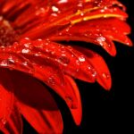 Zouts! Yoni Steaming, Einführung