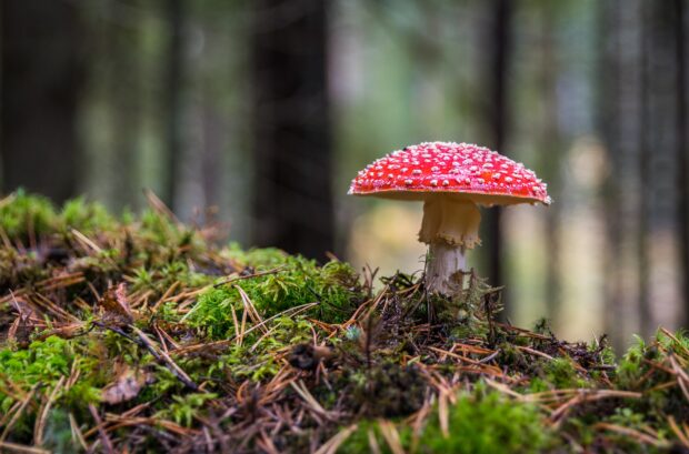 Zouts! Feministin Bella Champignon