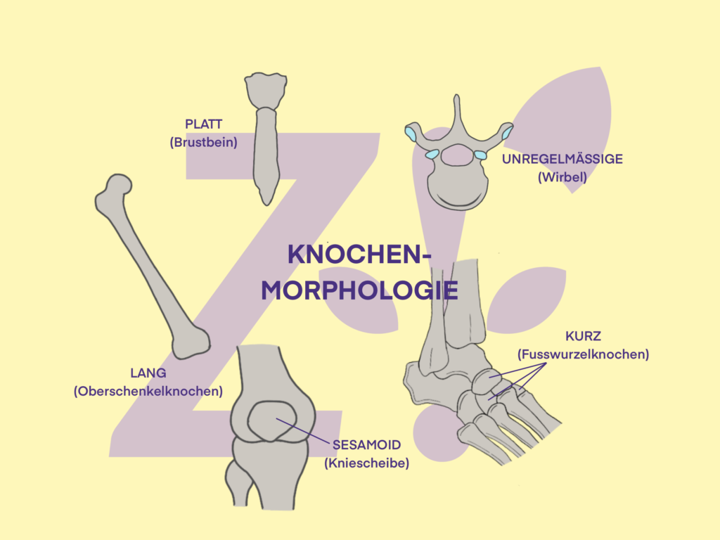 Zouts! Der Knochen, Morphologie