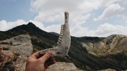 Zouts! Knochen, eine Einführung