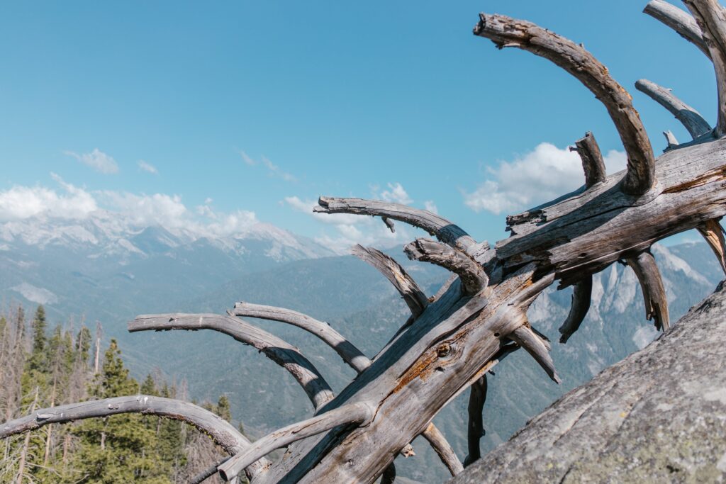 Zouts! Der Knochen, unnützes Wissen