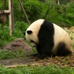 Zouts! Dinge hässig Lea Panda