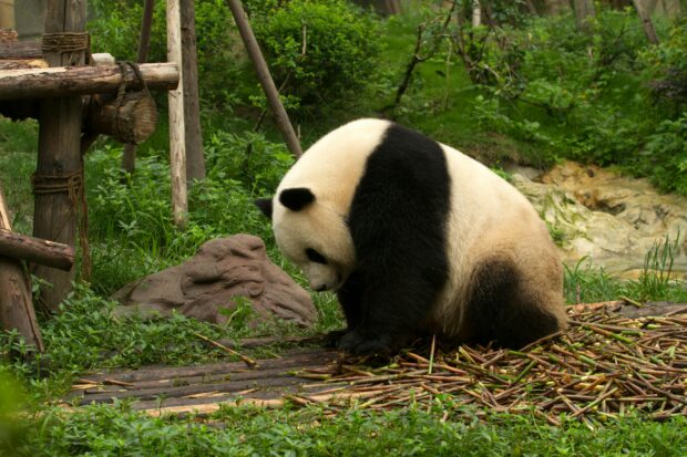 Zouts! Dinge hässig Lea Panda