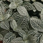 Zouts! darmhirn Teil 3